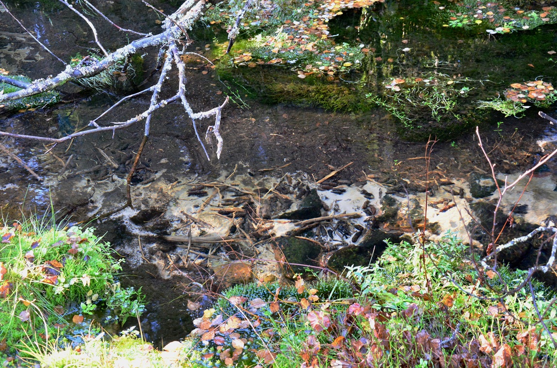 Sandige Bachbetten mit organischem Material